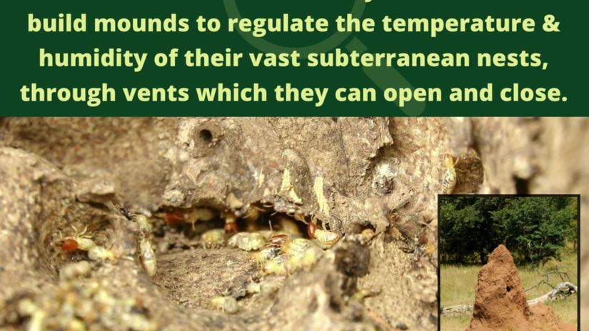 Termites